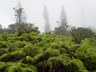 Hale vegetation