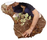 Planting