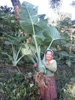 Colocasia gigantea