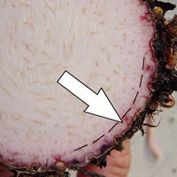 pink skin Pink cortex