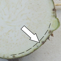 white-yellow skin White-yellow cortex
