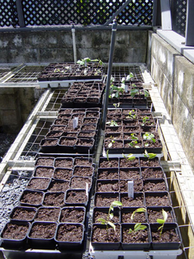 Filled pots
