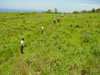 Miconia lineup