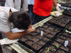 Recording germination