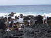 Reef survey