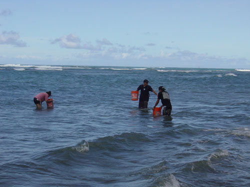Searching for limu