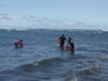 Searching for limu