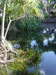 Anchialine pool