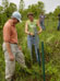 Pounding posts