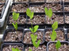 Growth!