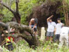 Tree removal