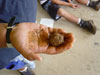 Mud ball