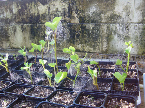Survival of cuttings