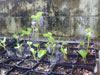 Cuttings