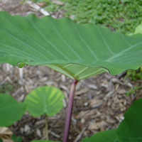 Purple margin vein