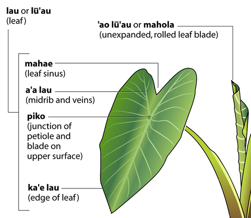 Leaf blade