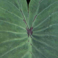 Purple extending from the piko
