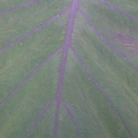Purple leaf