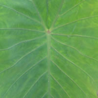 No variegation