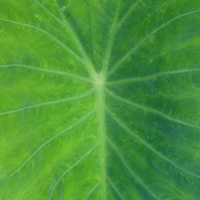 Green-yellow piko
